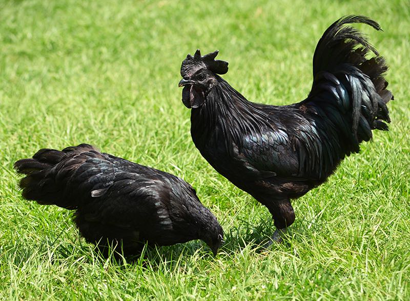 Ayam Cemani Chicken》西馬尼黑雞 |  Black Chicken | 最昂貴的雞
